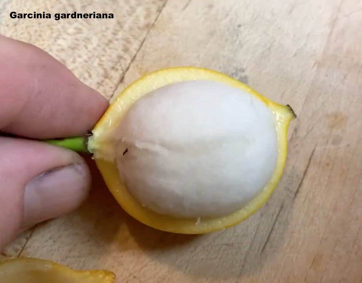 Bacupari (Garcinia gardneriana)