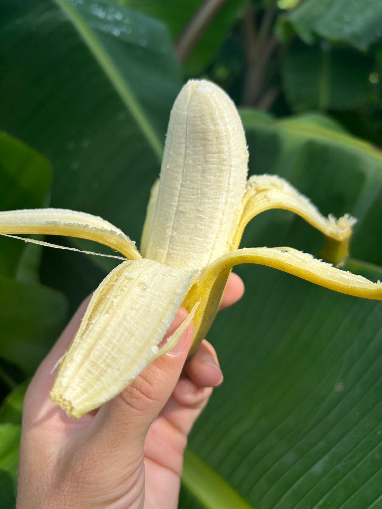 Banana Plant 'Dwarf Brazilian'