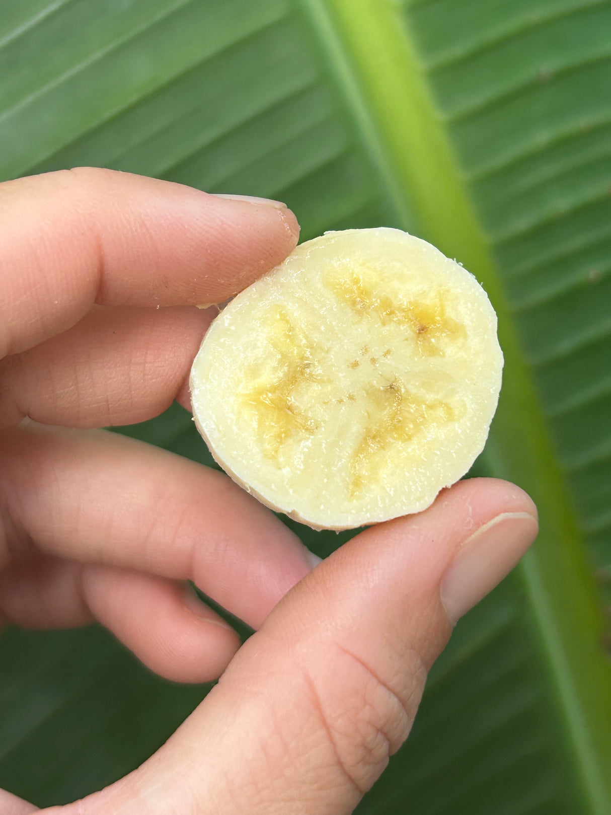 Banana Plant 'Dwarf Brazilian'