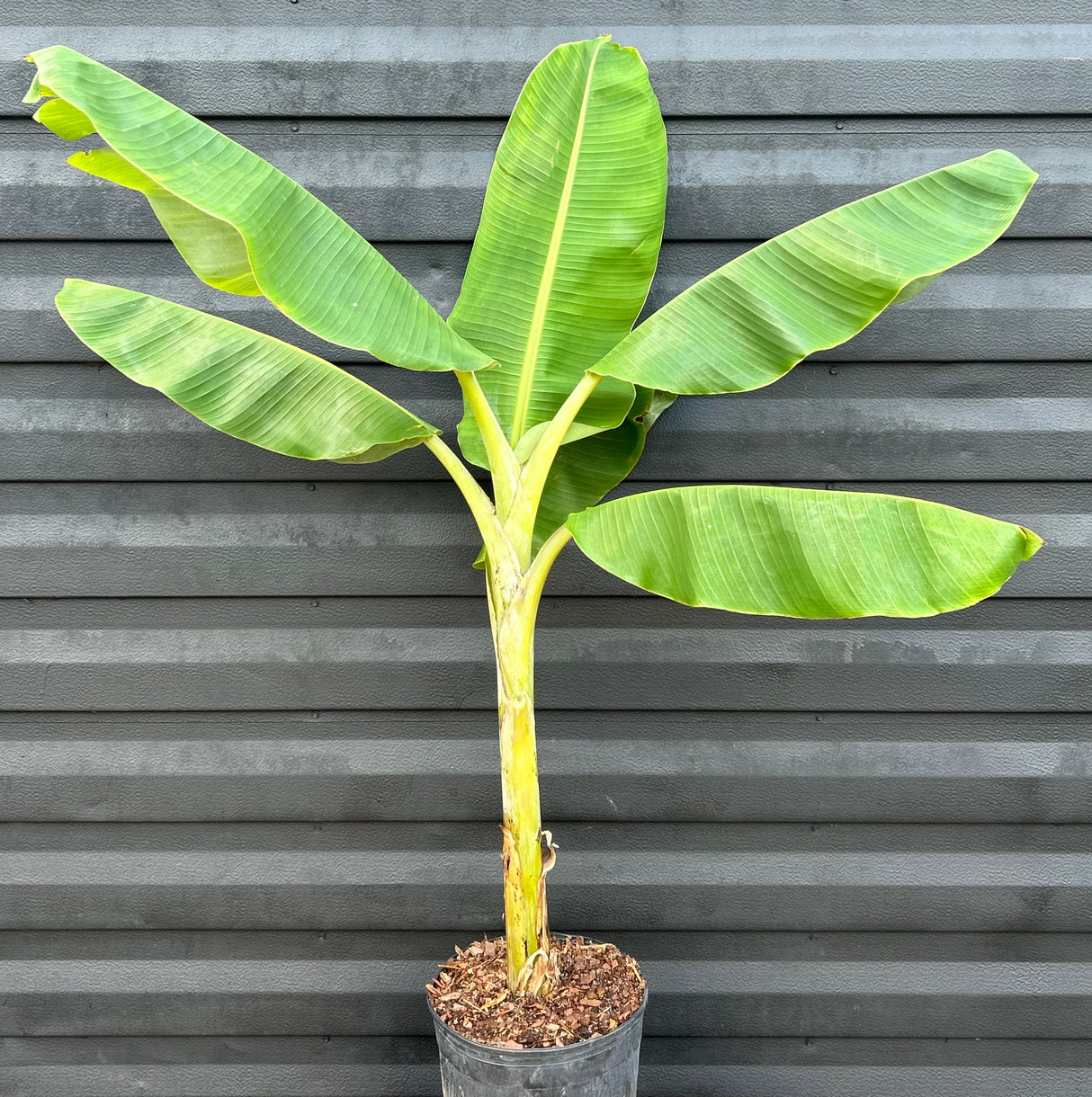 Banana Plant 'Blue Java'