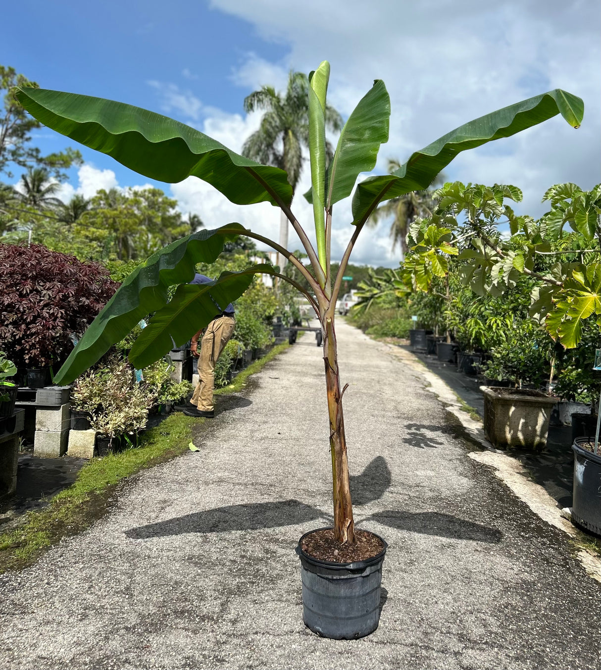 Banana Plant 'Dwarf Red'
