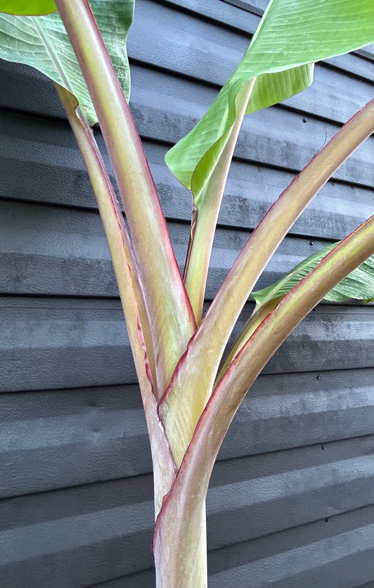 Banana Plant 'Dwarf Red'