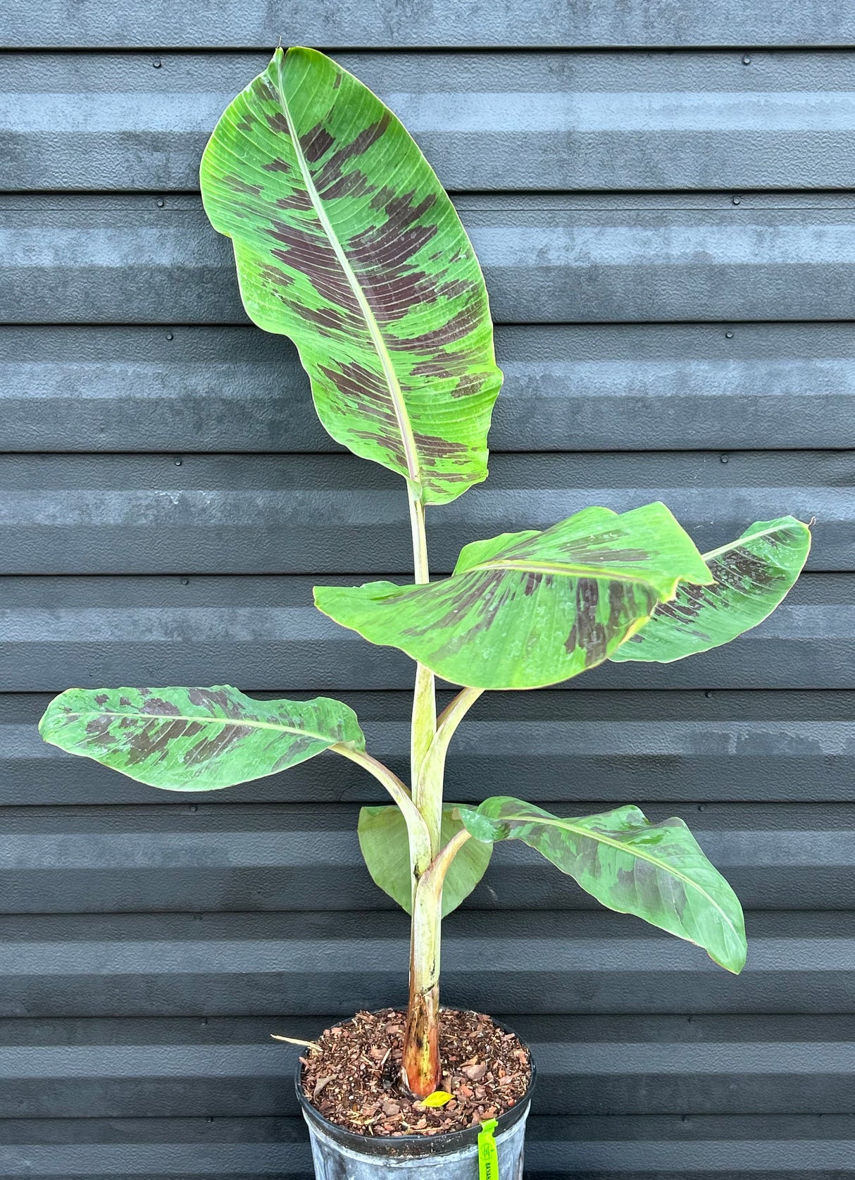 Banana Plant 'Goldfinger' (FHIA-01)