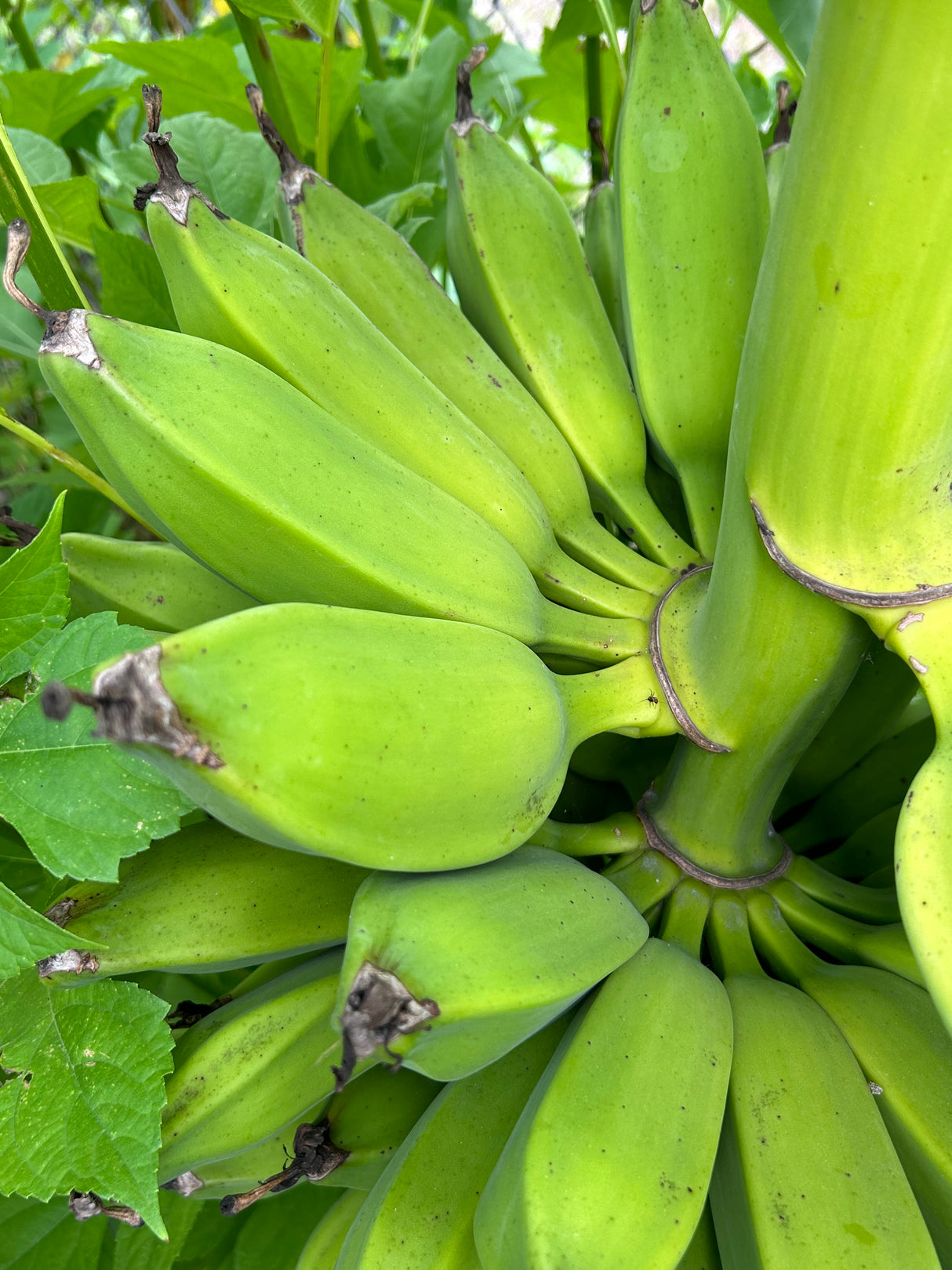 Banana Plant 'Dwarf Orinoco'