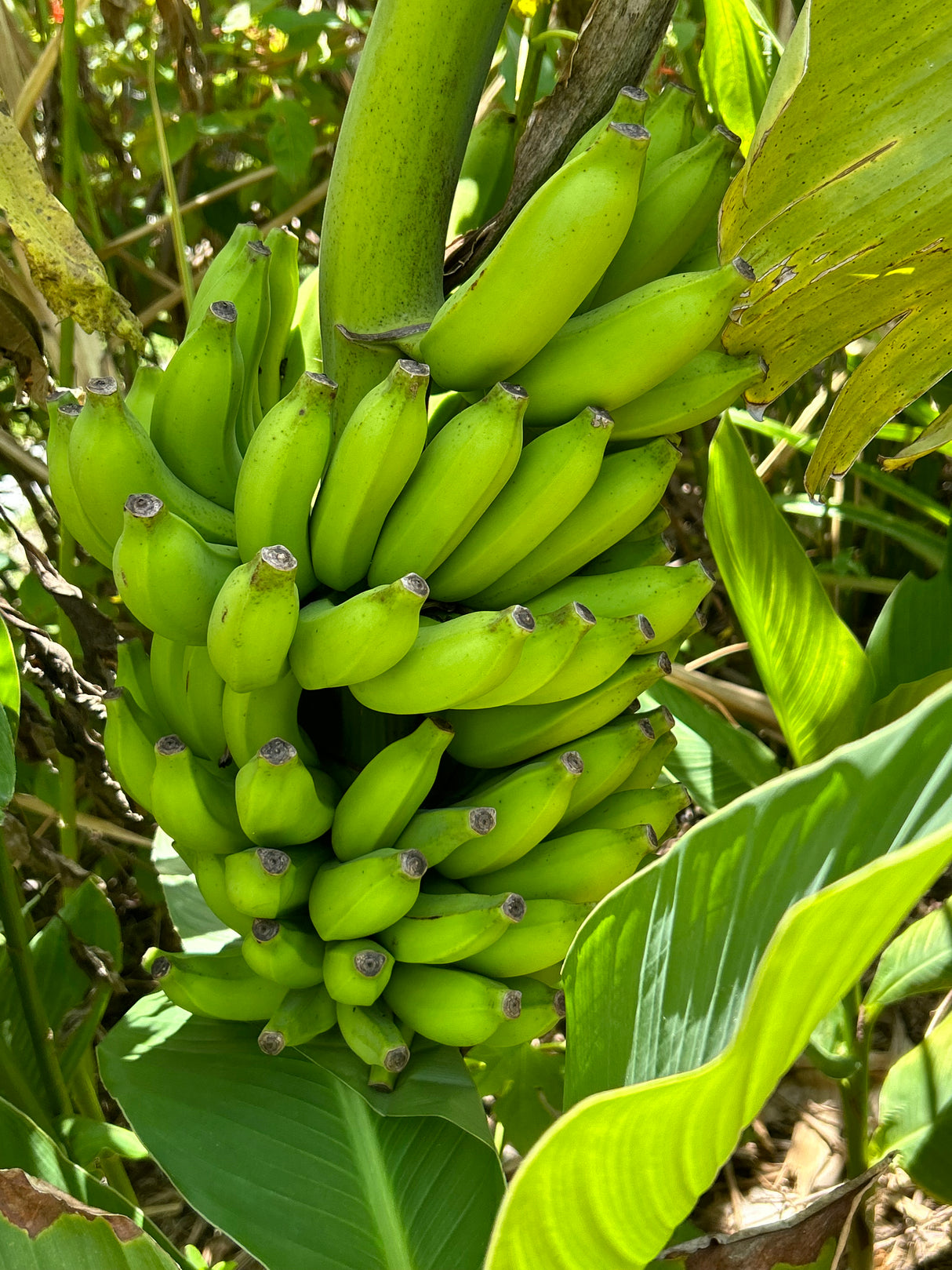 Banana Plant 'Misi Luki'
