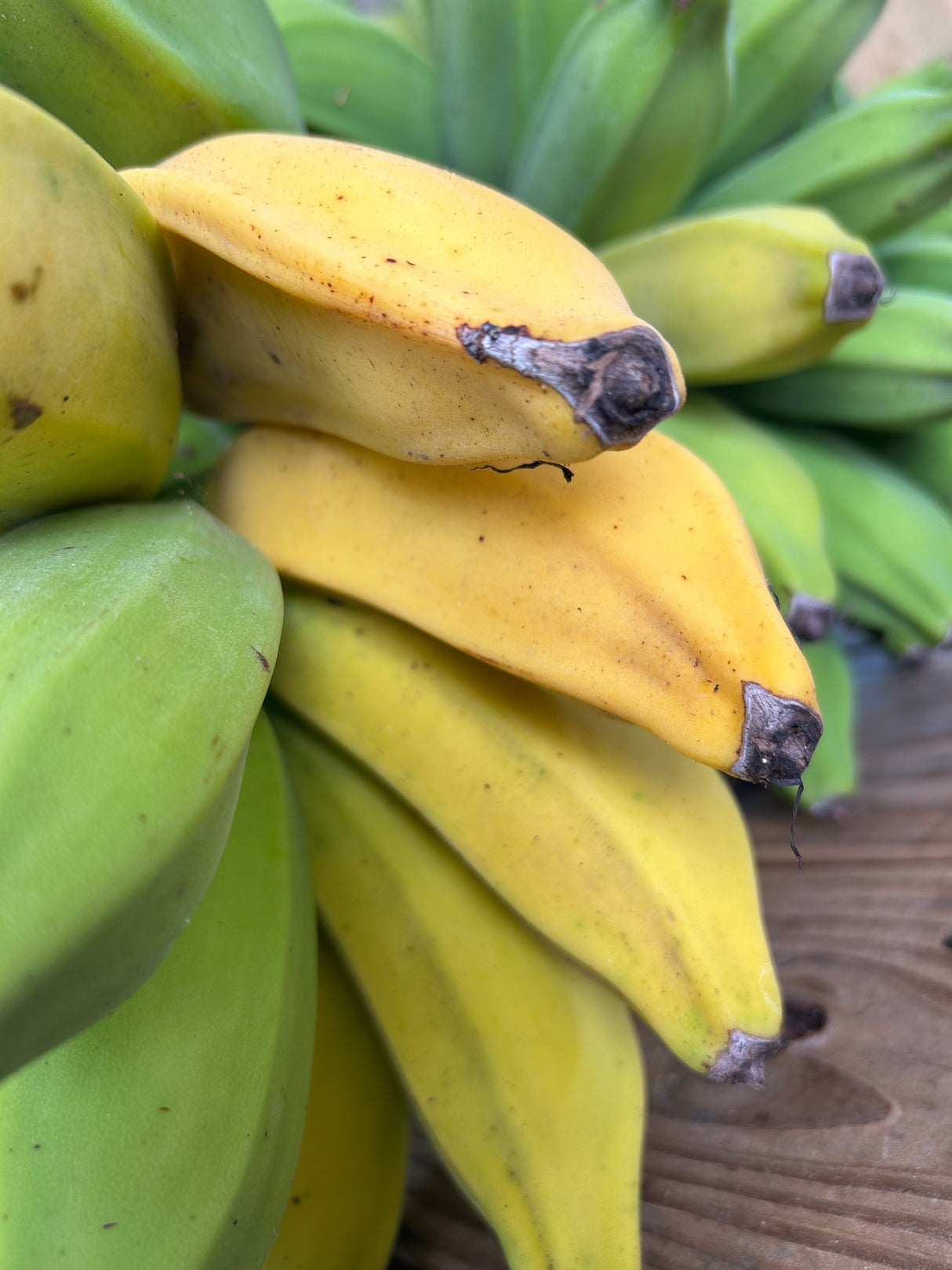 Banana Plant 'Dwarf Orinoco'