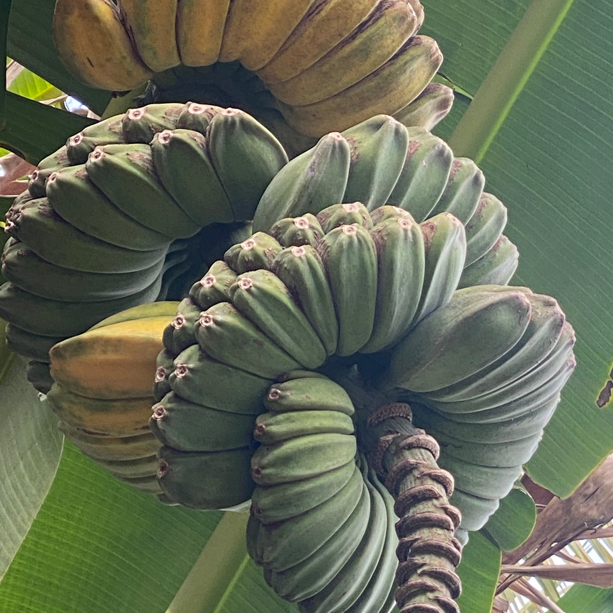 Banana Plant 'Praying Hands'