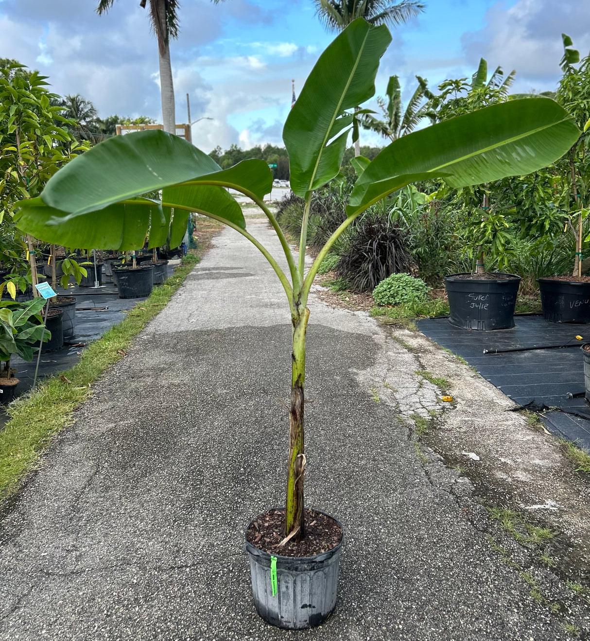 Plantain Plant 'Dwarf Puerto Rican'