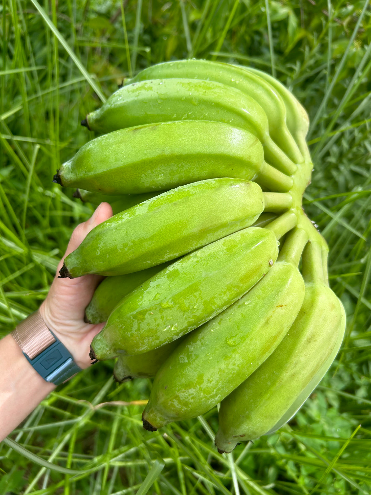 Banana Plant 'Tall Namwa'