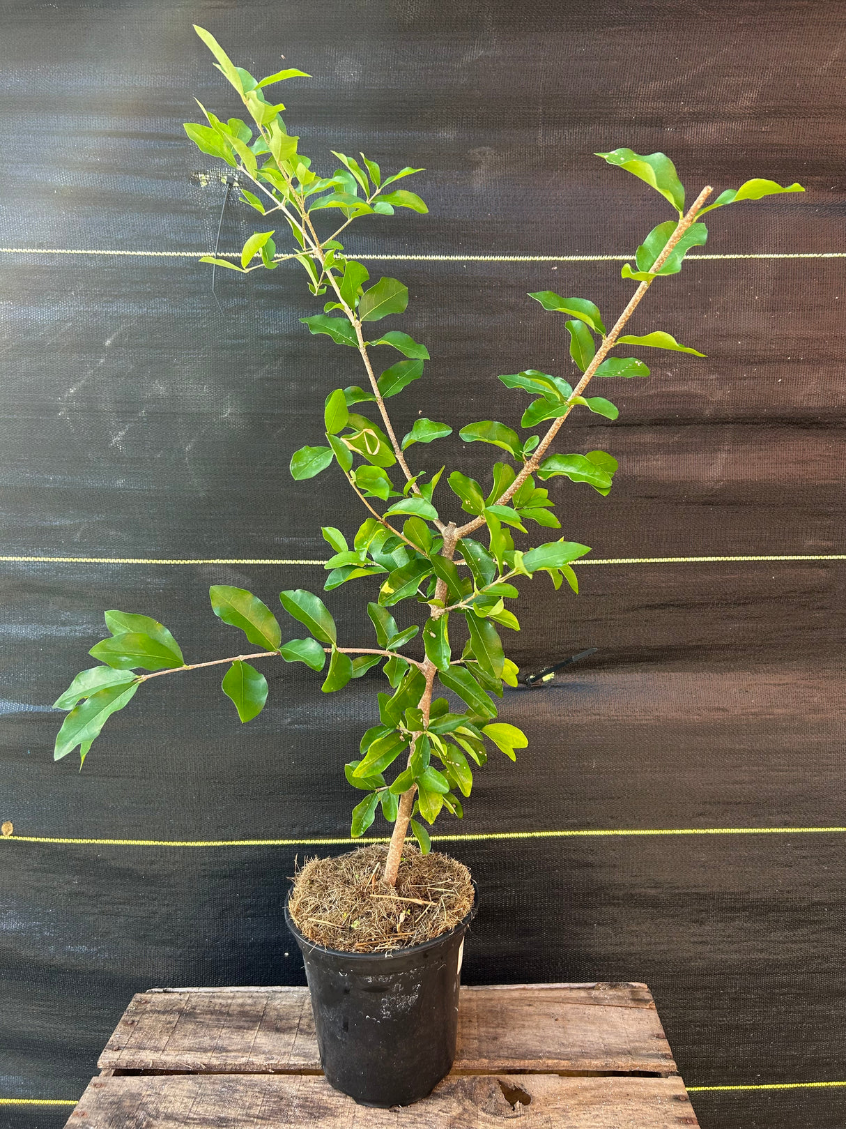 Barbados Cherry 'Florida Sweet'