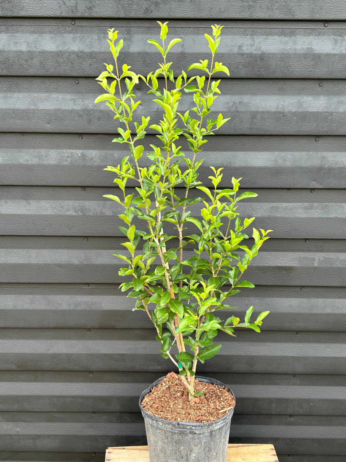 Barbados Cherry 'Florida Sweet'