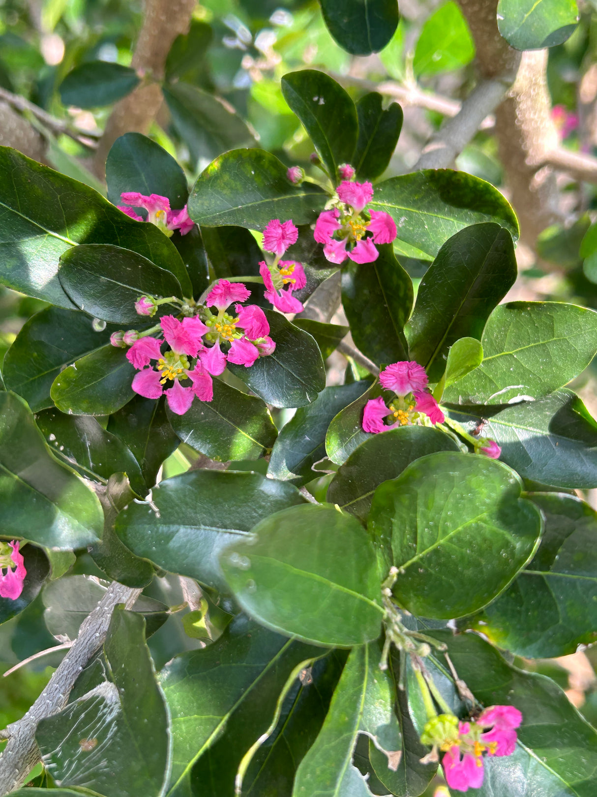 Barbados Cherry 'Florida Sweet'