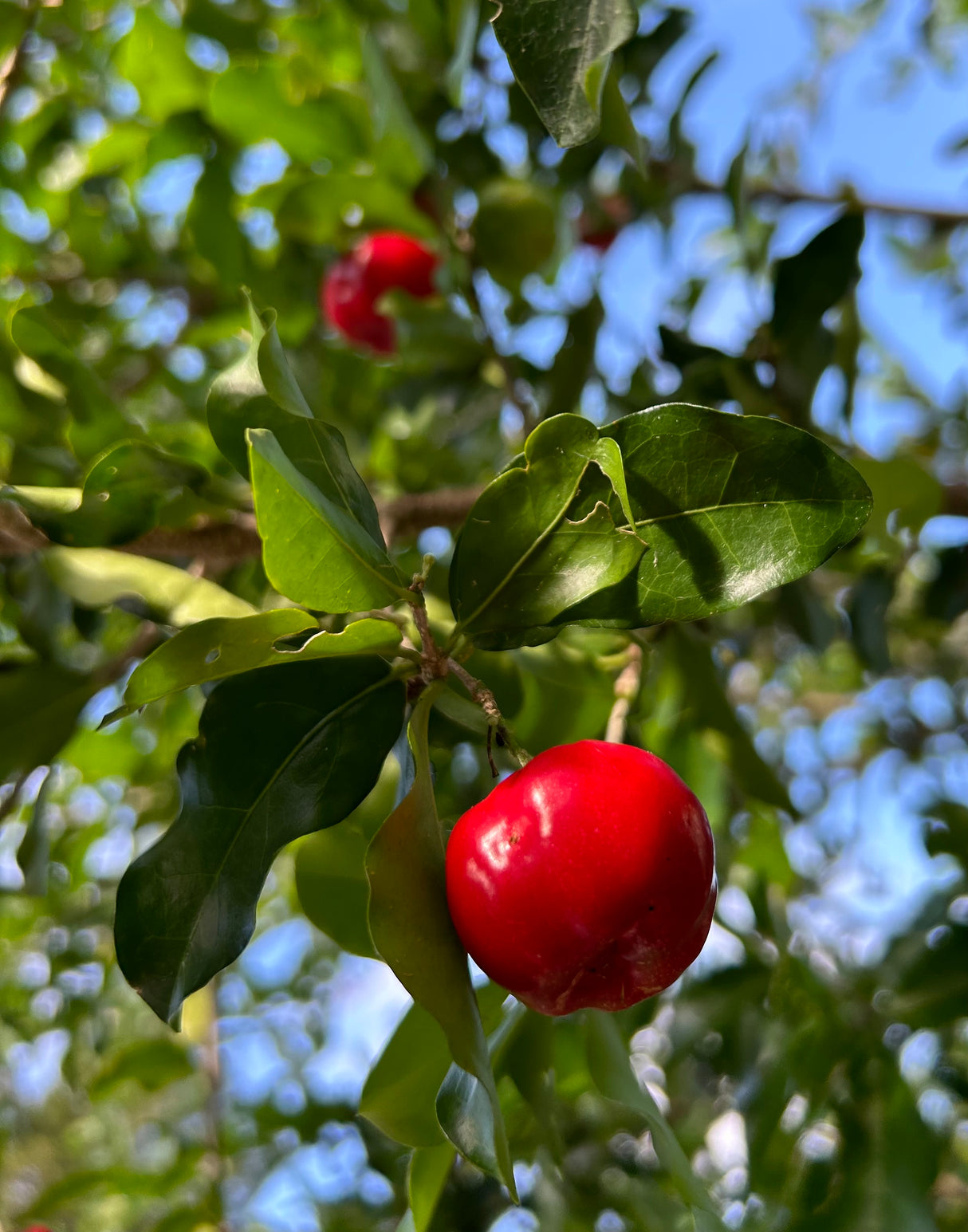 Barbados Cherry 'Florida Sweet'