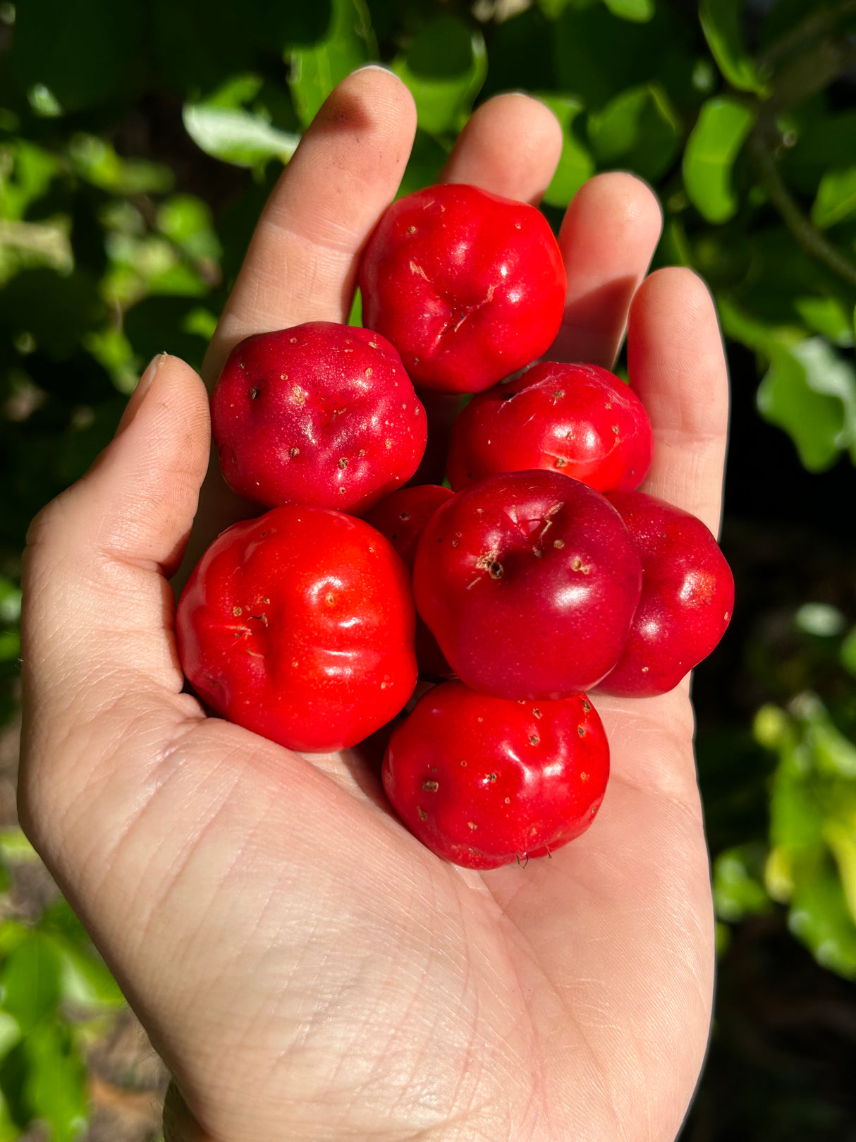 Barbados Cherry 'Florida Sweet'
