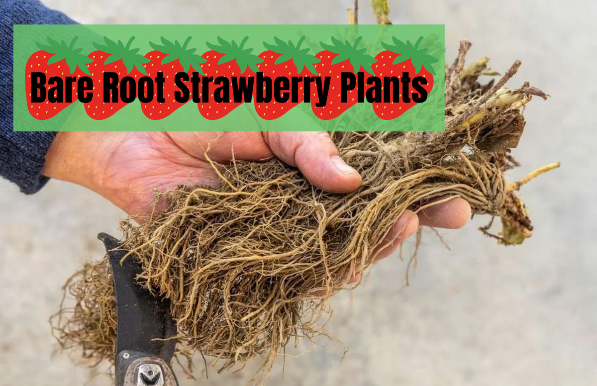 PREORDER Organic Strawberry Plants - Bare Root