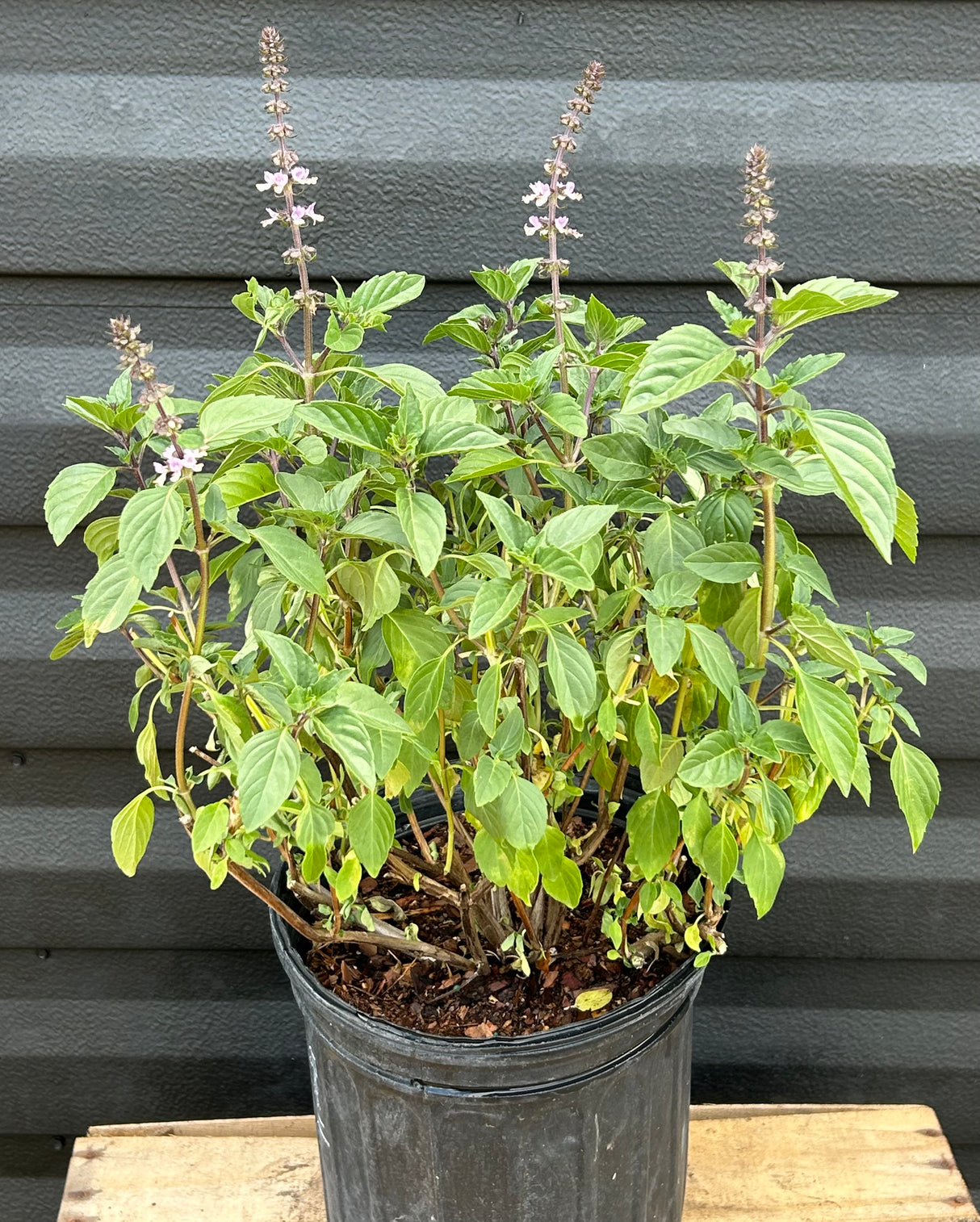 Basil Plant ‘Thai’