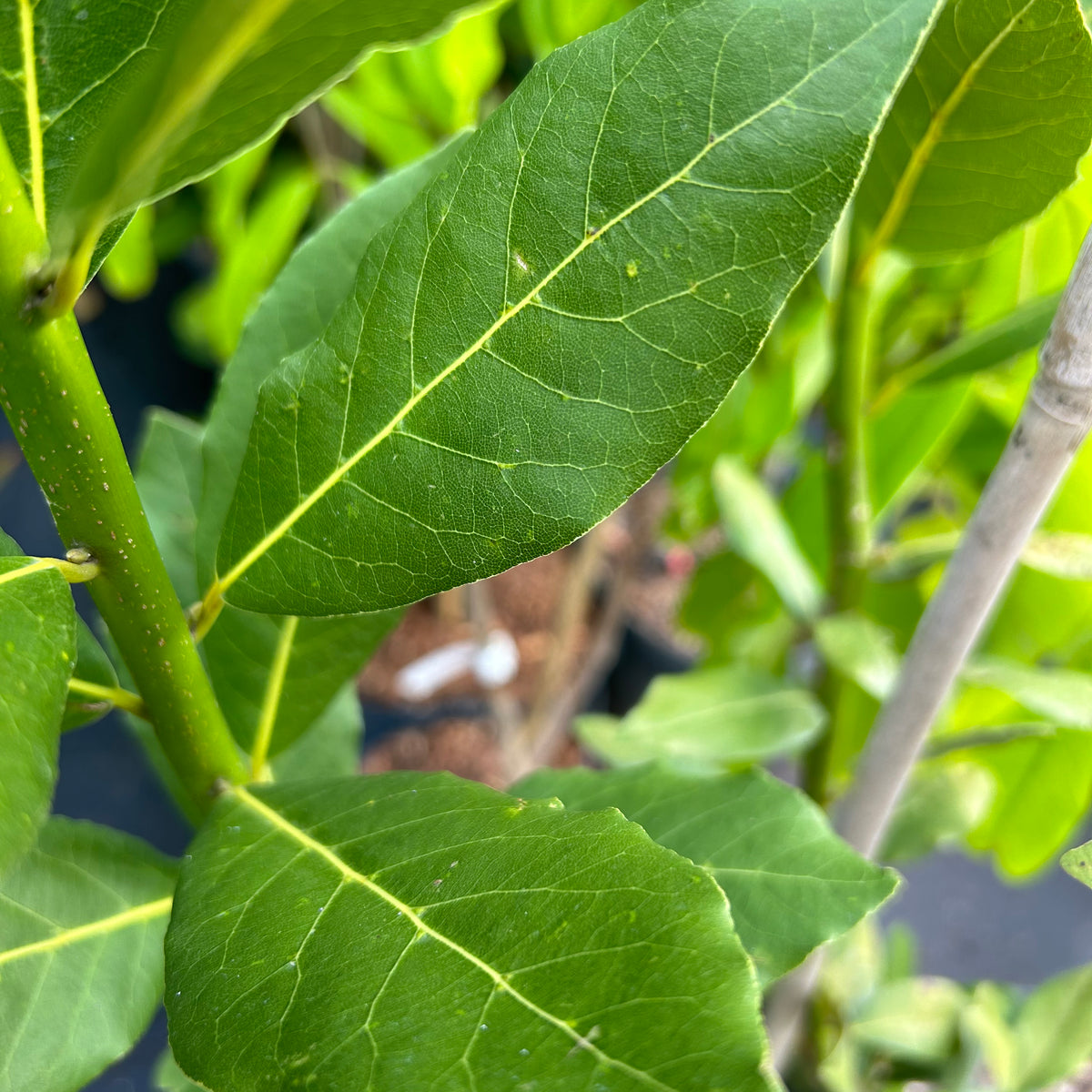bay herb plant Bay Leaf Tree