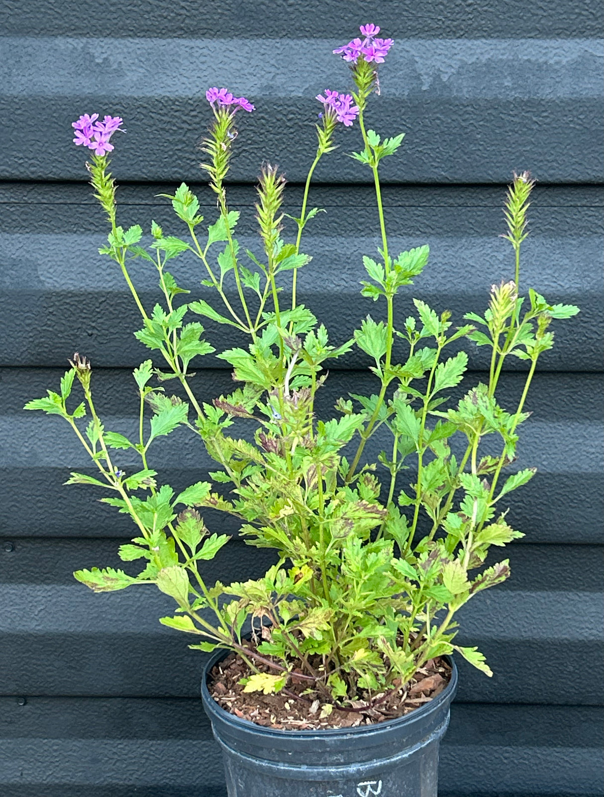 Beach Verbena Plant
