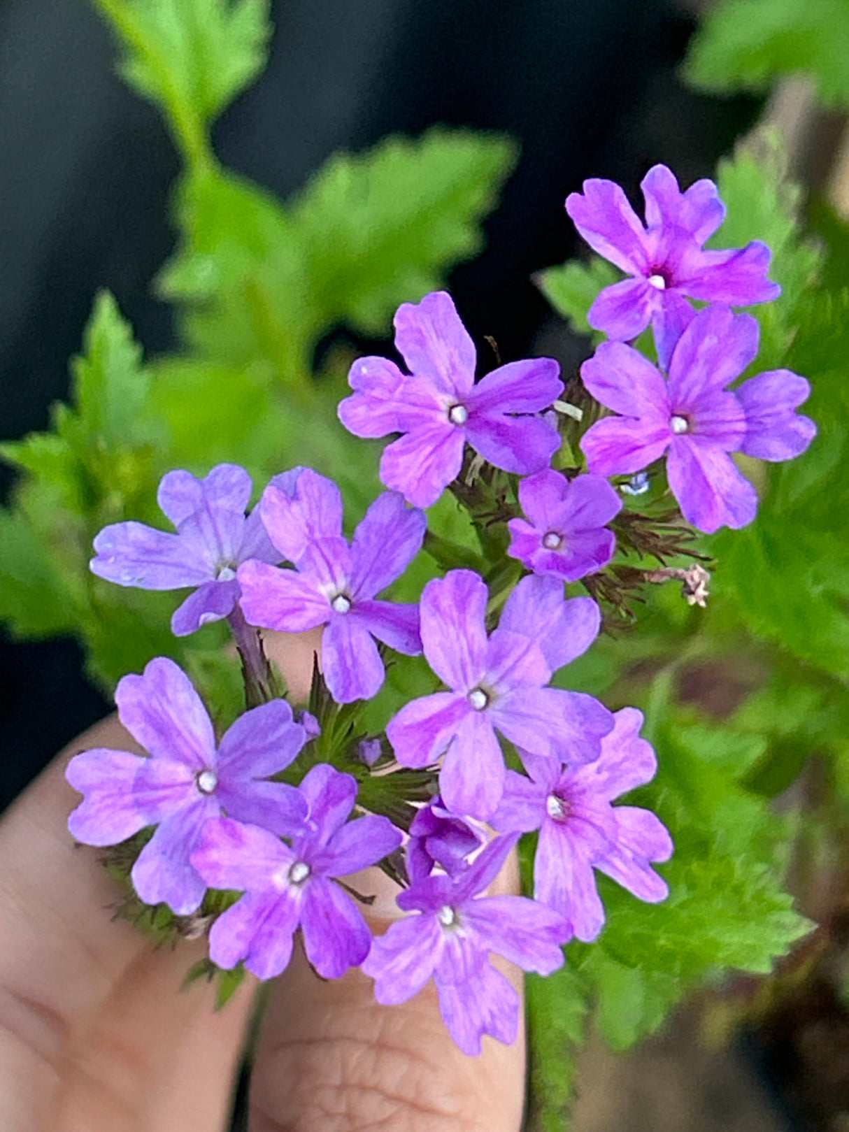 Beach Verbena Plant