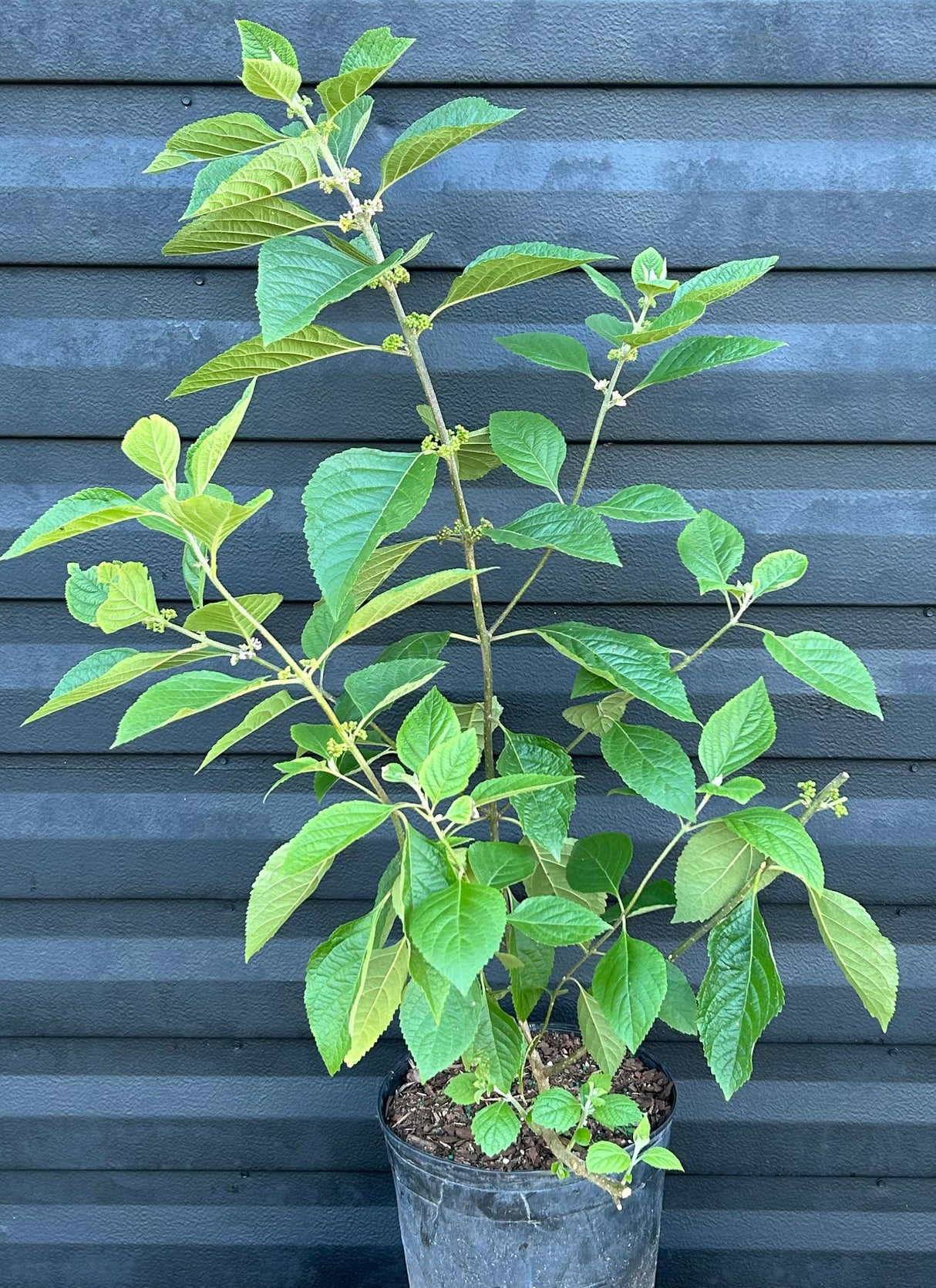 Beautyberry Plant