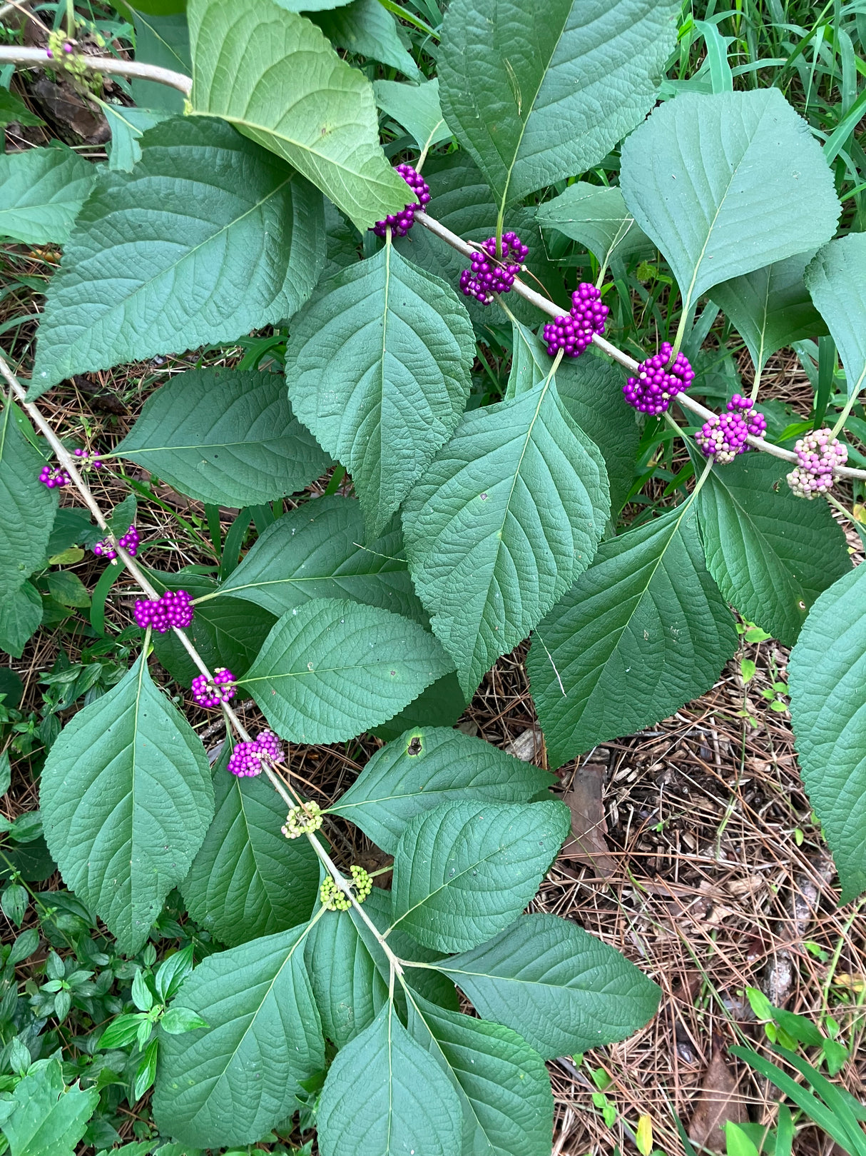 Beautyberry Plant