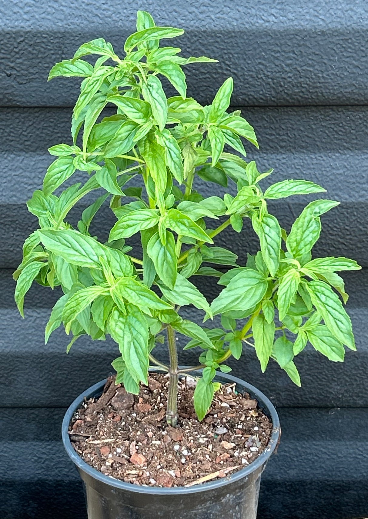 Spotted Bee Balm Plant