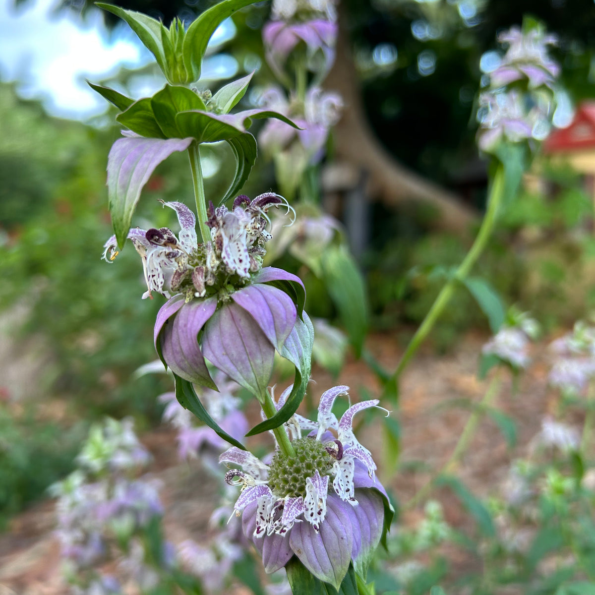 bee palm plant Spotted Bee Balm Plant – Incredible Edible Landscapes