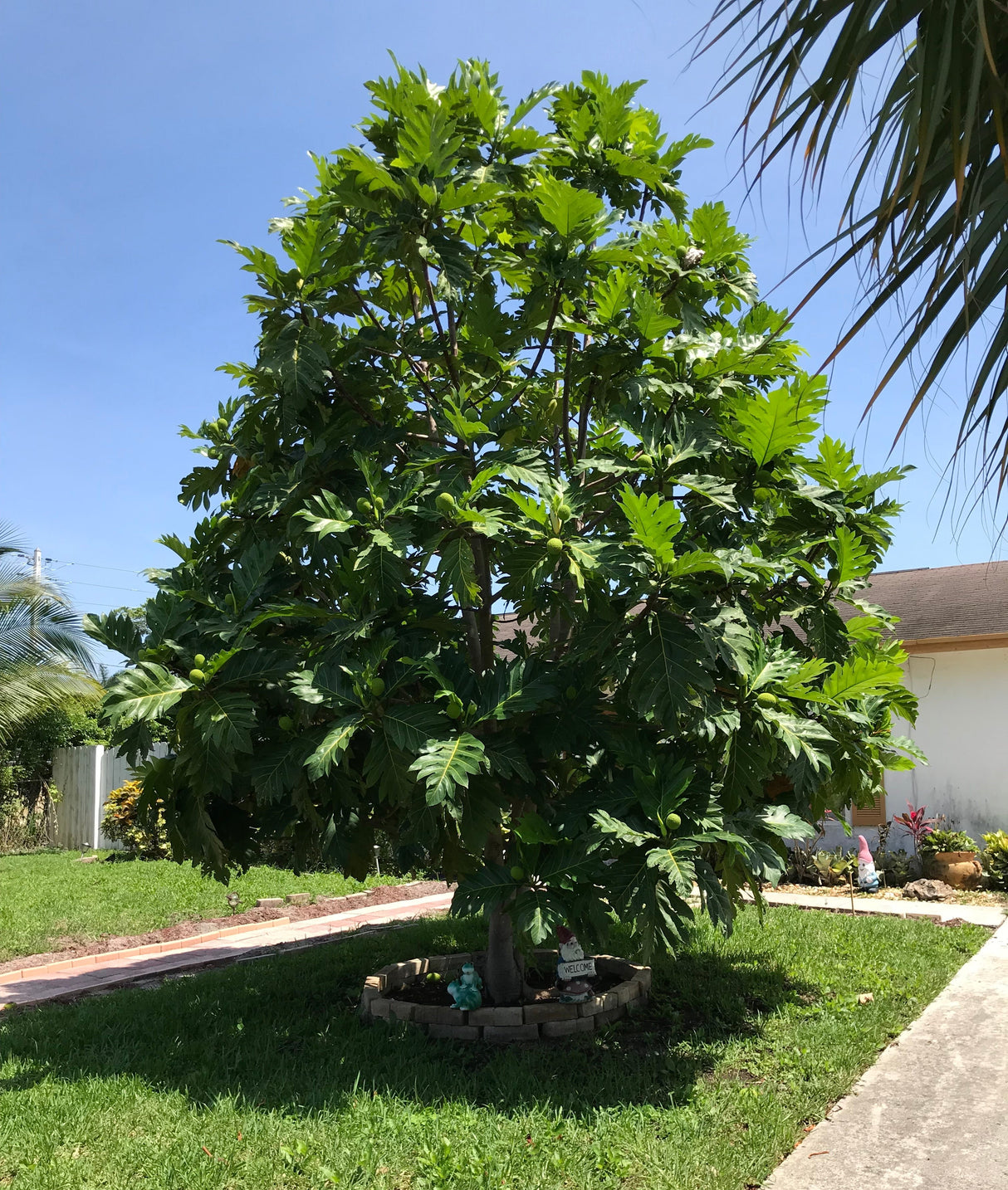 Breadfruit Tree 'Ma'afala'