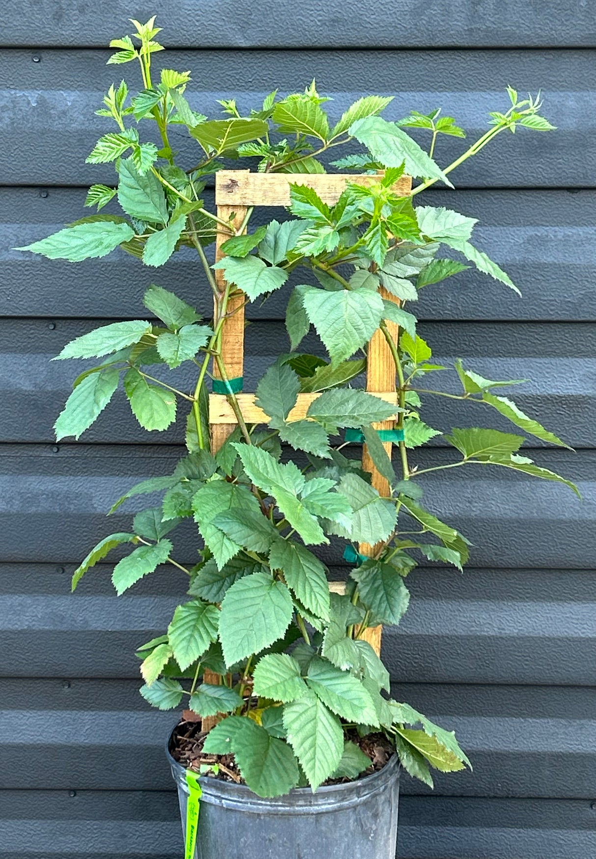 Blackberry Plant- Natchez Thornless