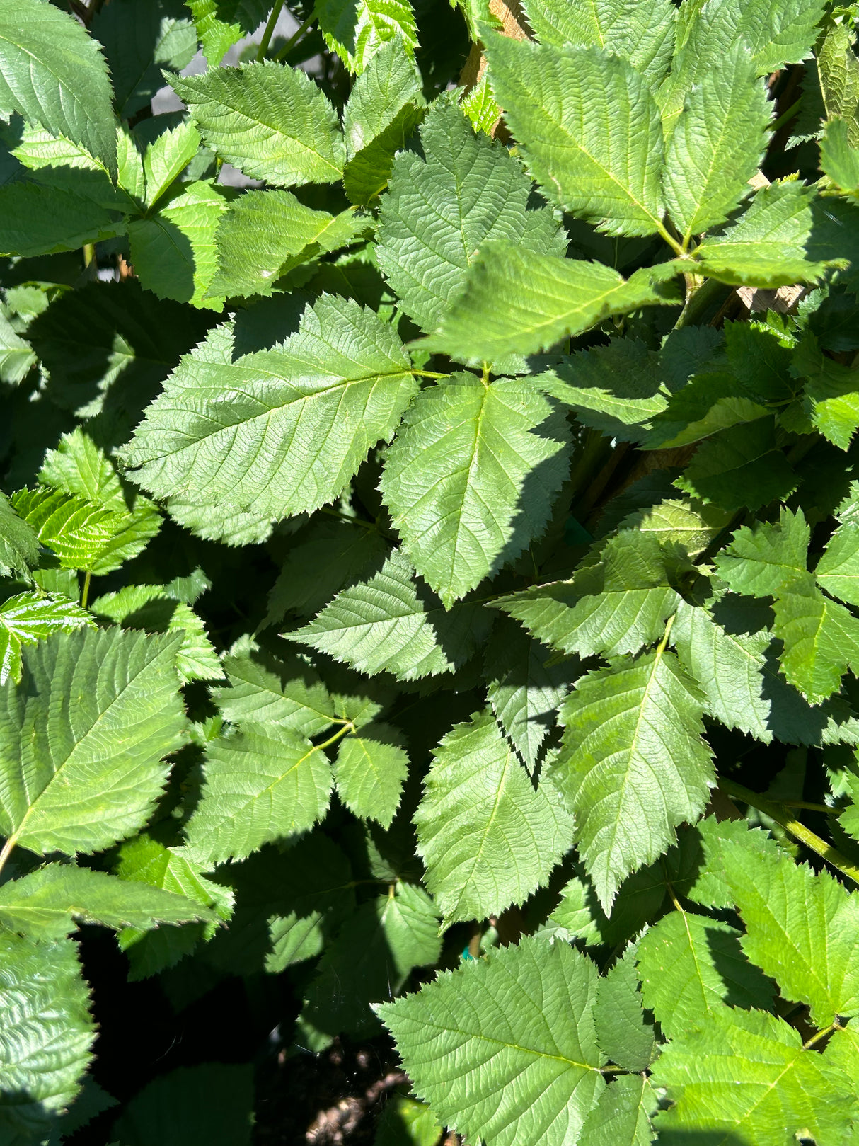 Blackberry Plant- Natchez Thornless