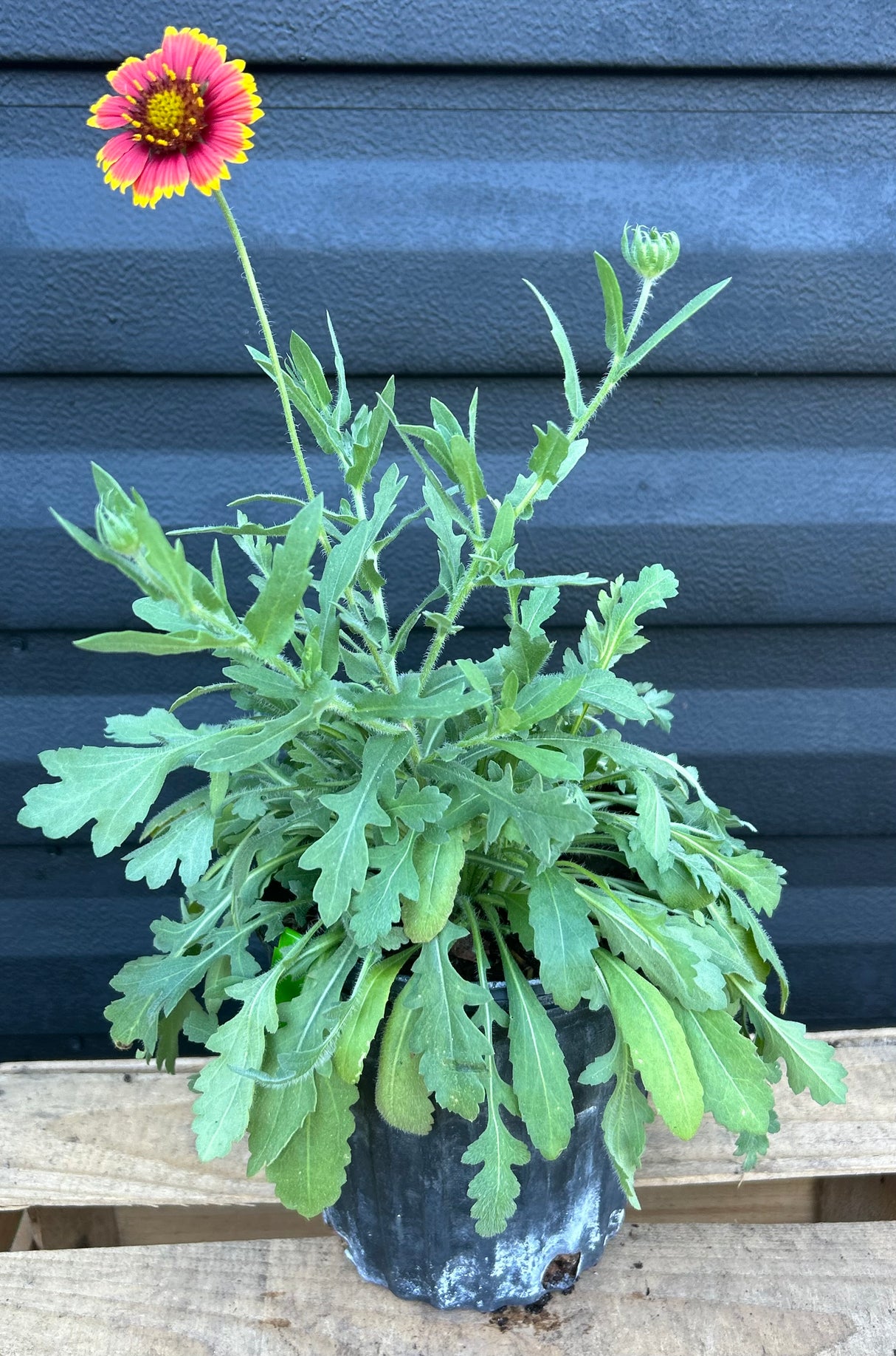 Blanketflower Plant