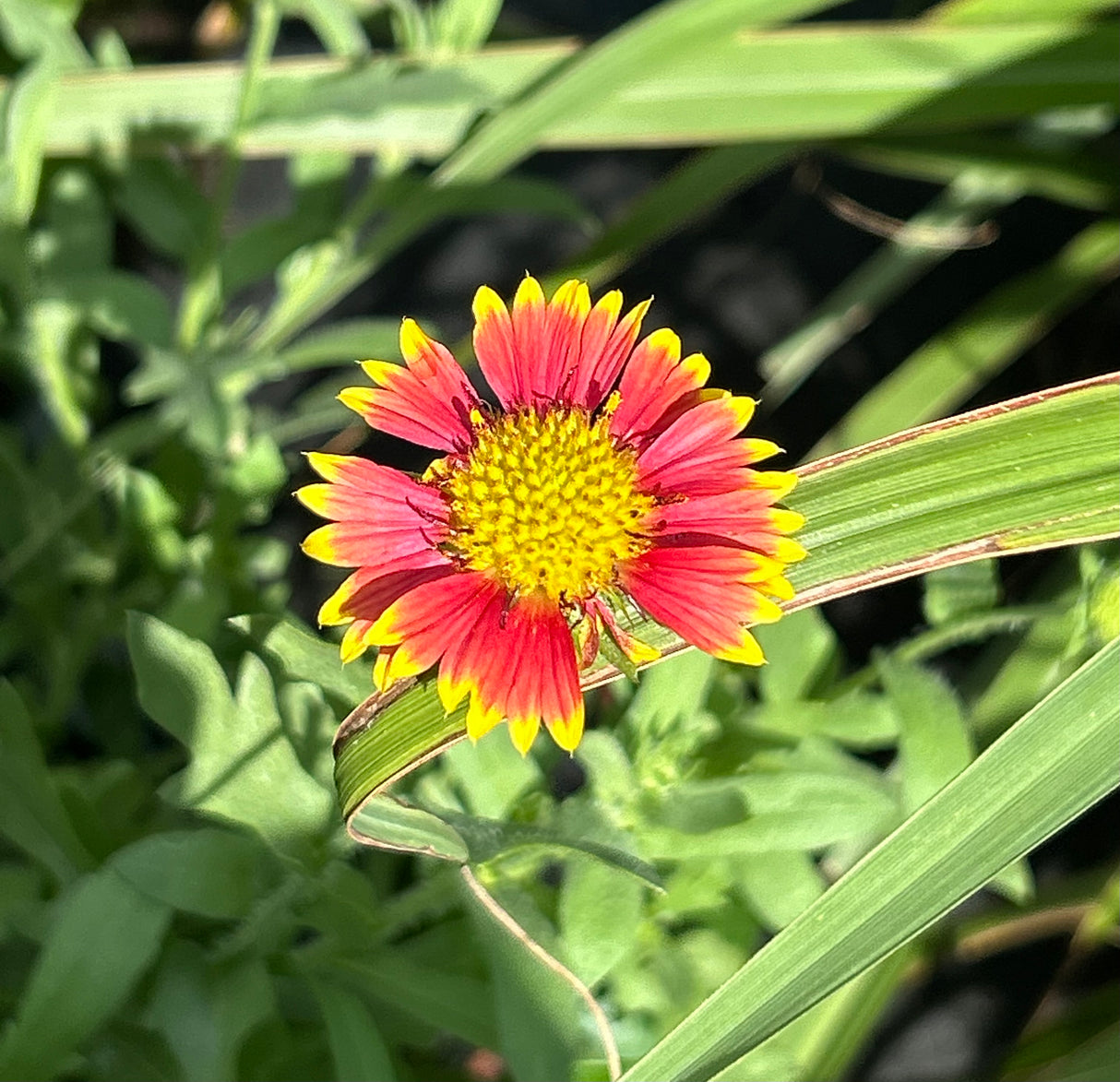 Blanketflower Plant