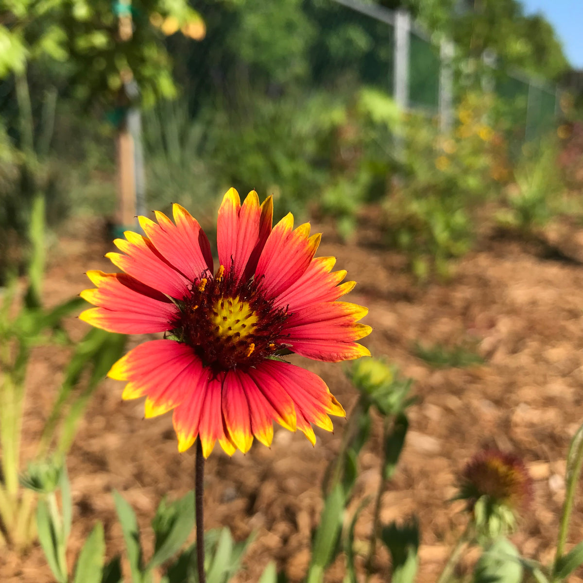 Blanketflower Plant
