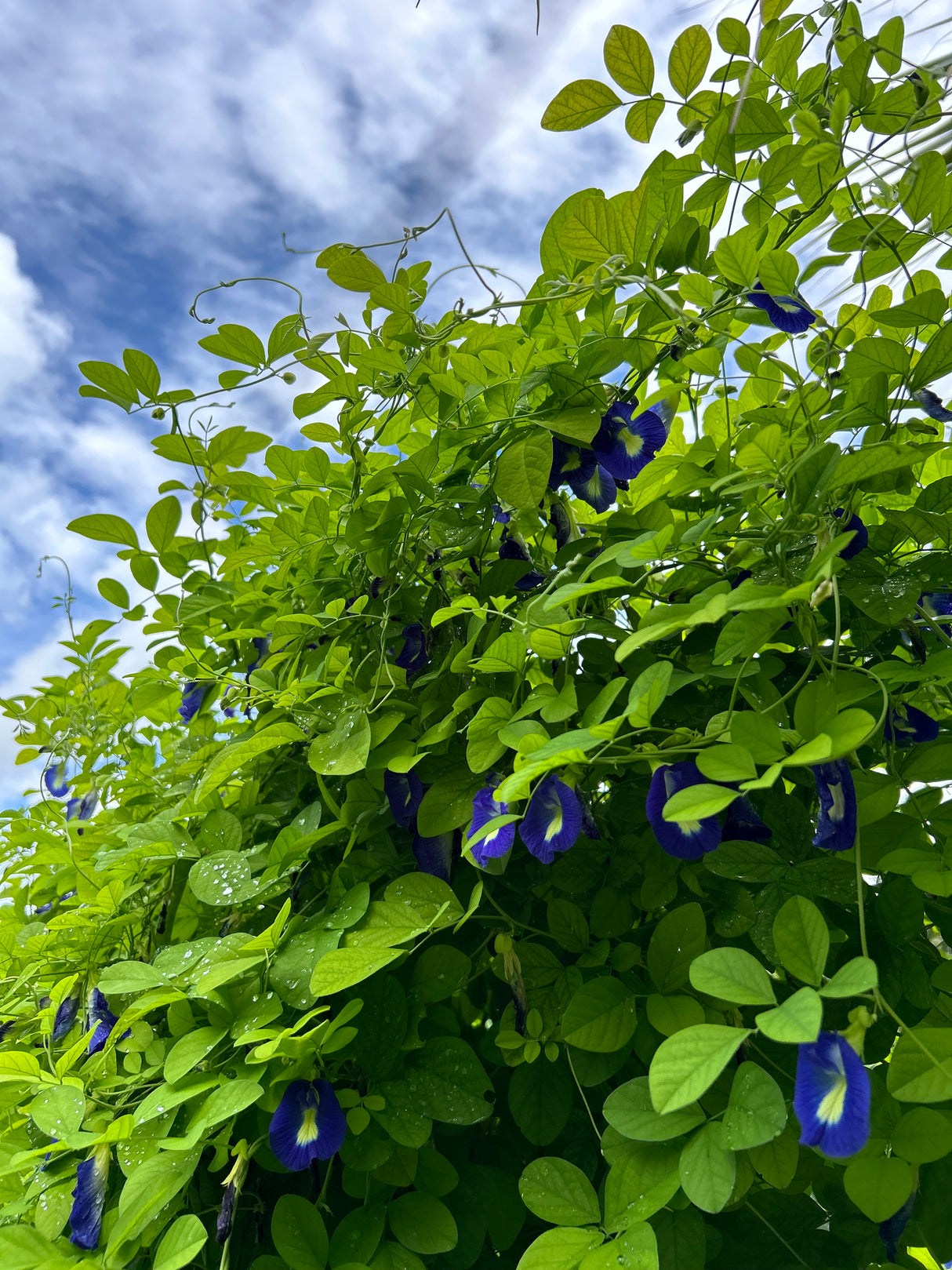 Blue Butterfly Pea Plant
