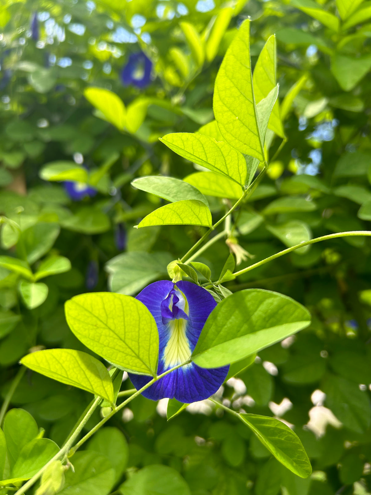 Blue Butterfly Pea Plant