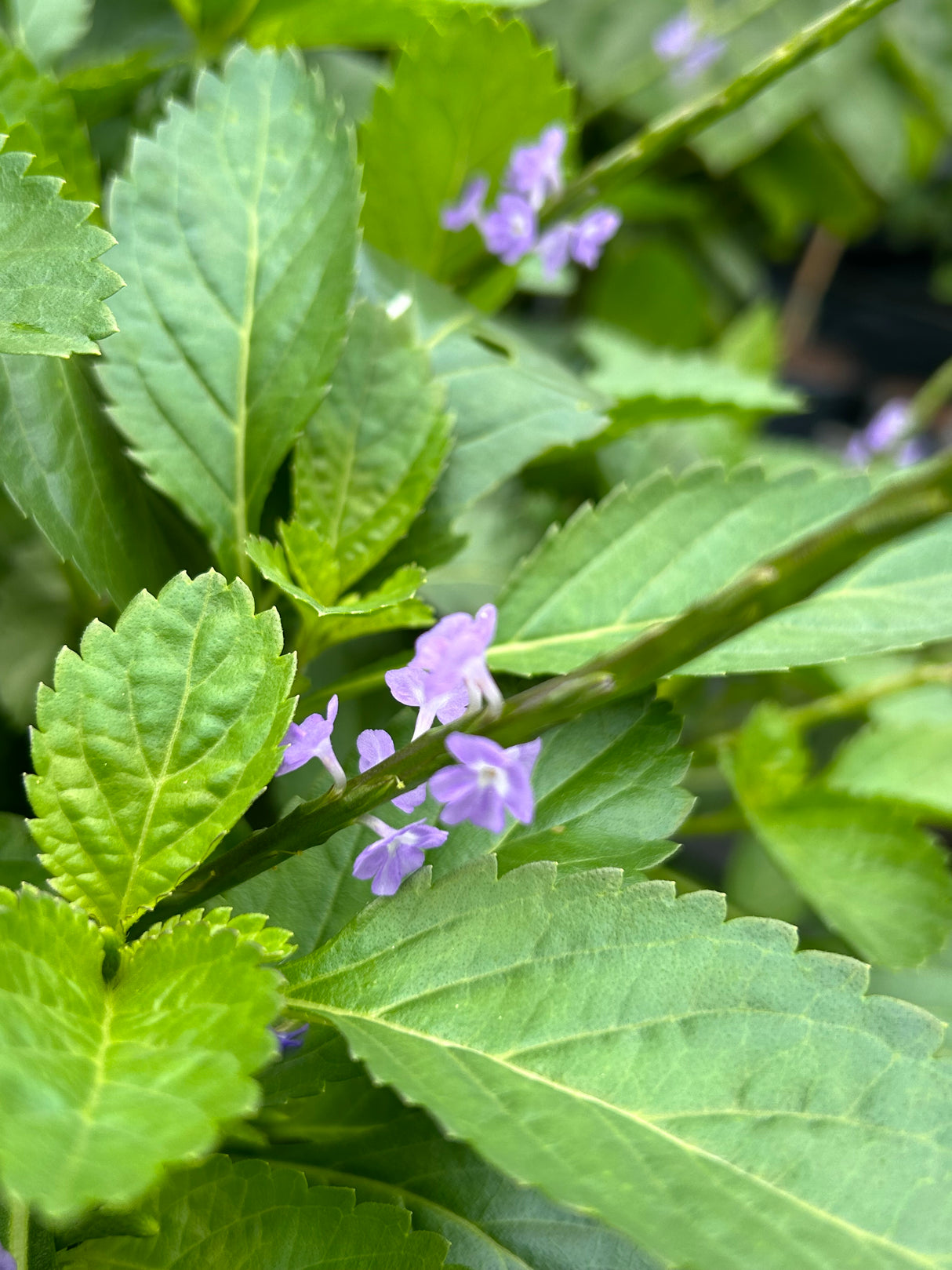 Blue Porterweed - native