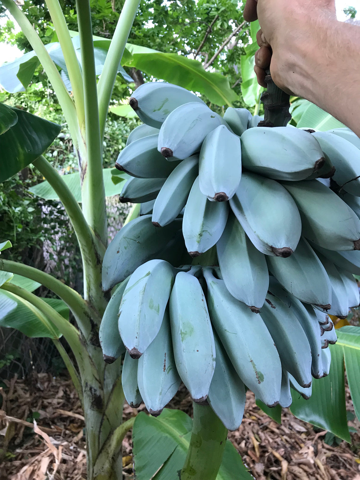 Banana Plant 'Blue Java'