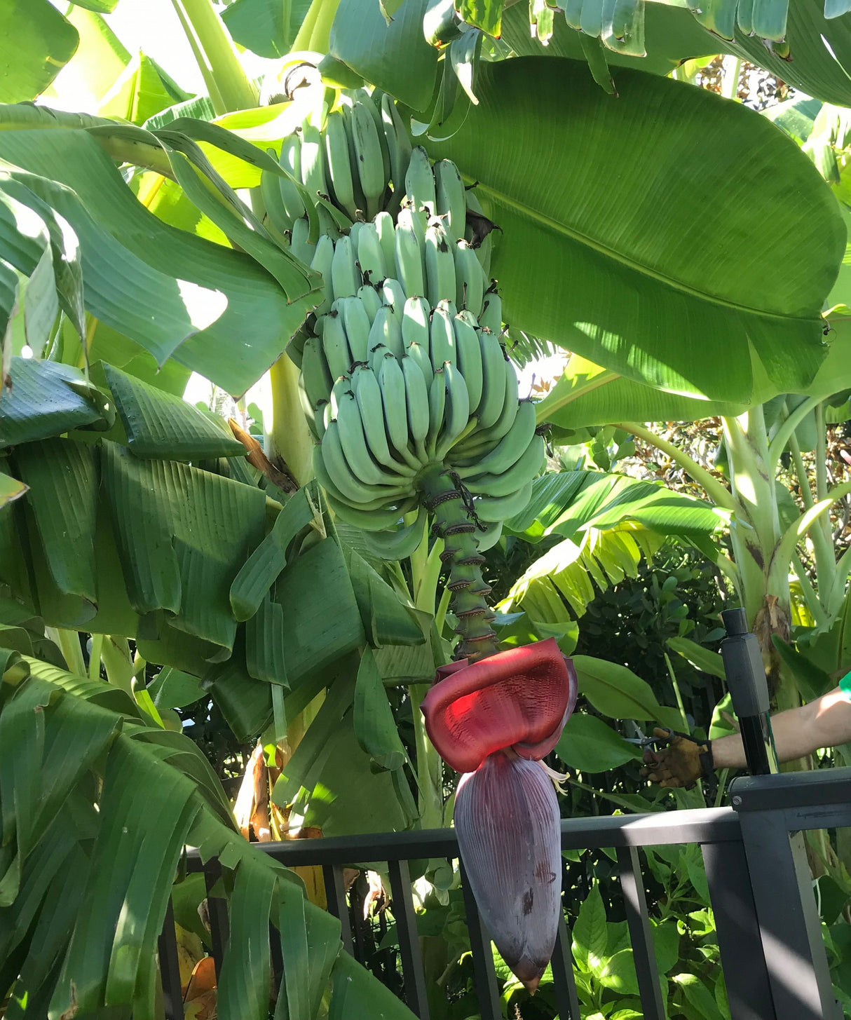 Banana Plant 'Blue Java'