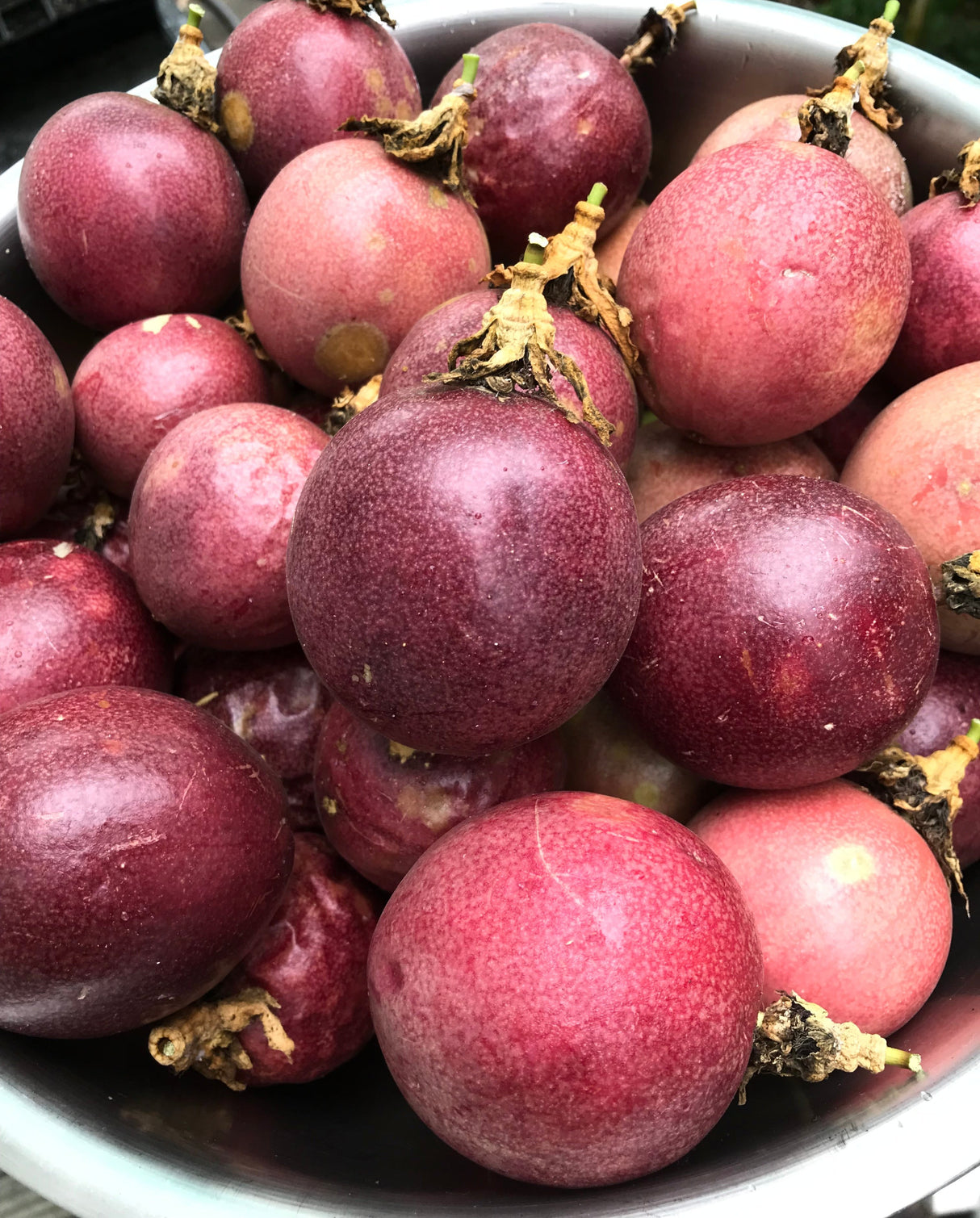 Passionfruit Vine 'Purple Possom'