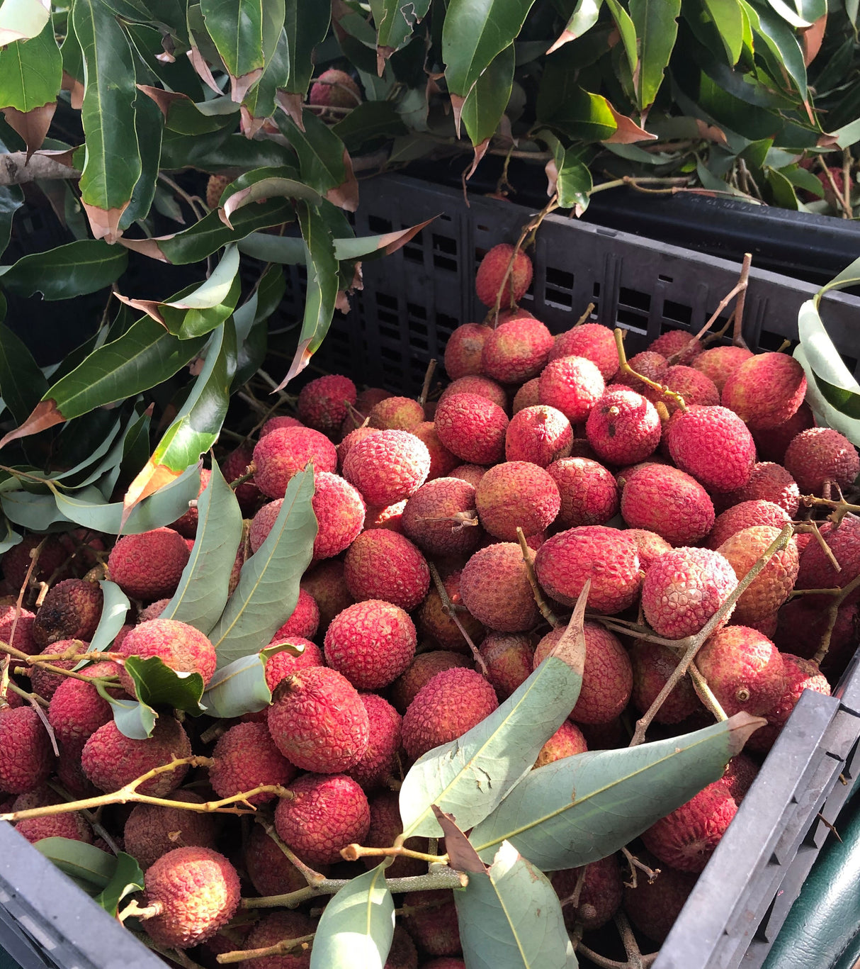 Lychee Tree 'Brewster'