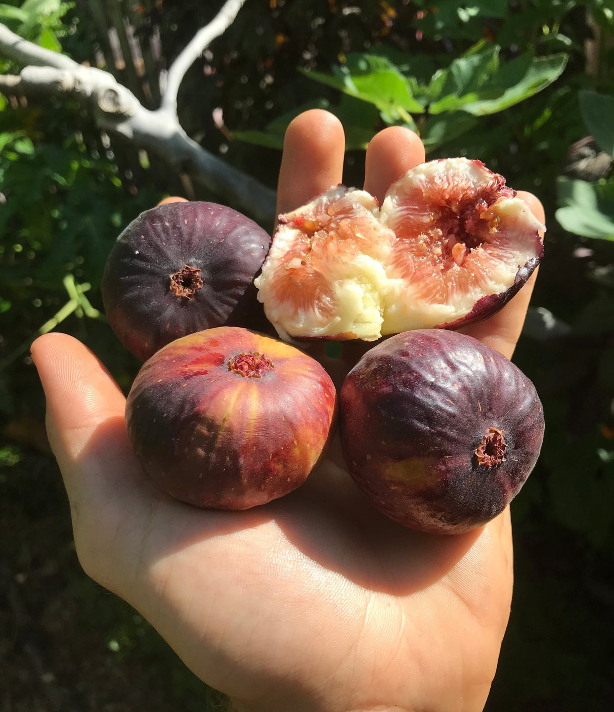 Fig Tree ‘Brown Turkey’