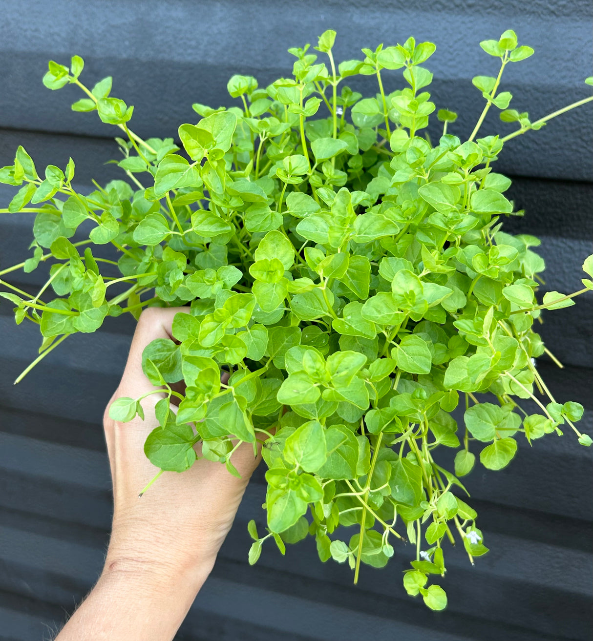 Browne's Mint Plant