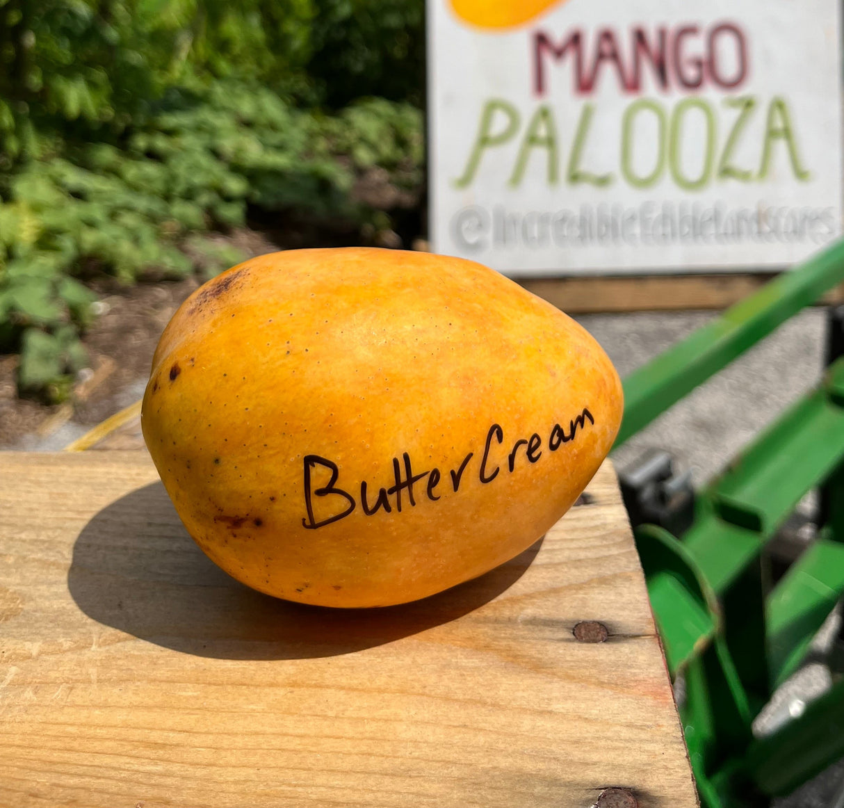 Mango Tree 'Butter Cream’