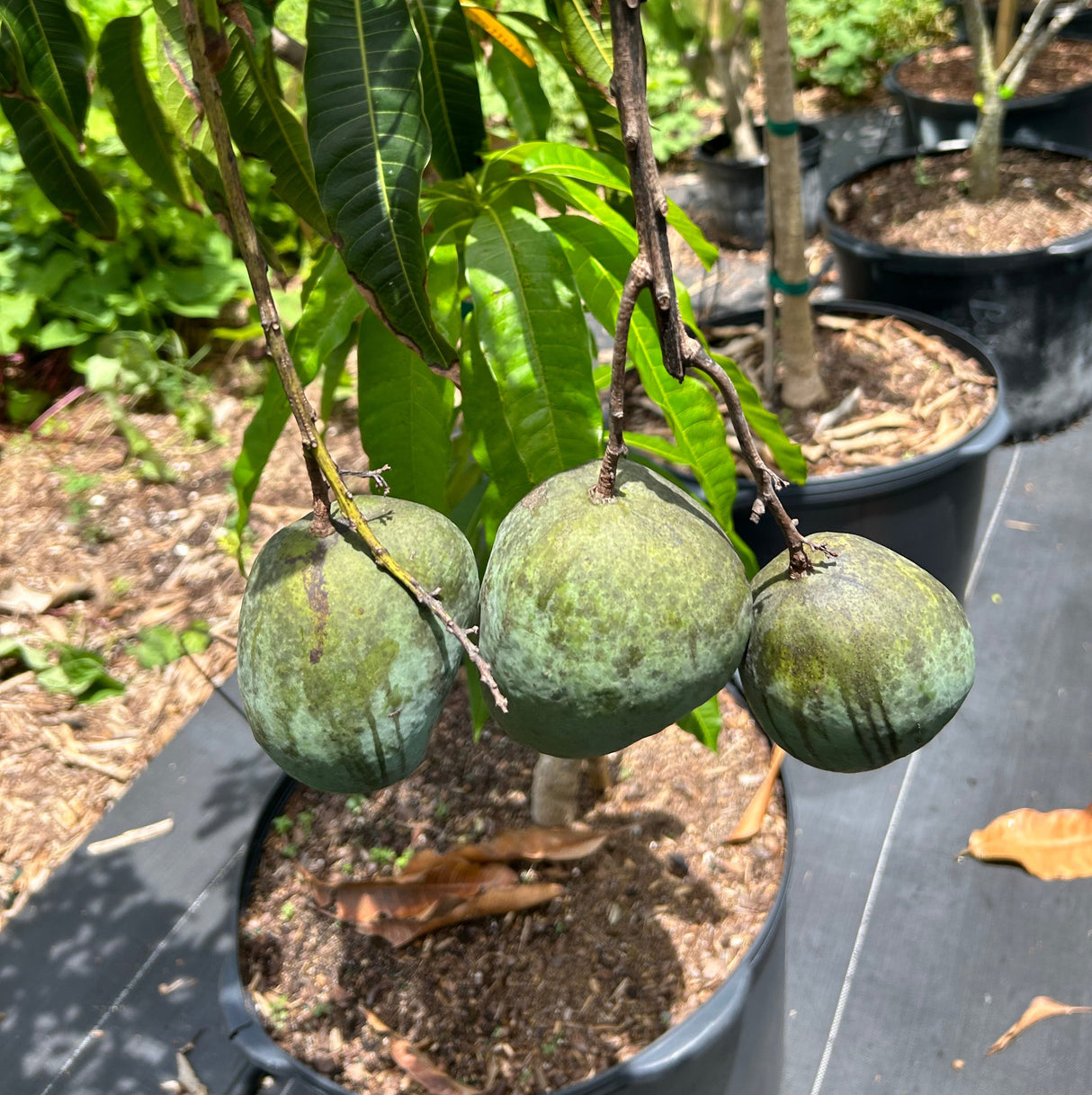 Mango Tree 'Butter Cream’