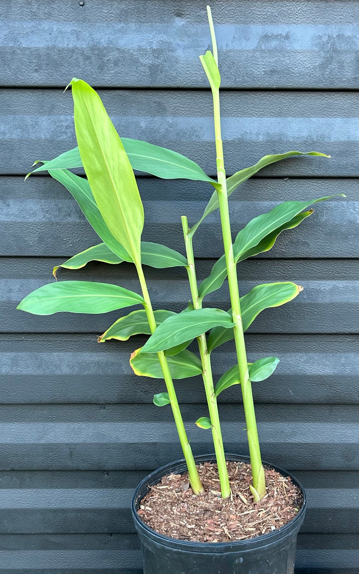 Ginger Plant ‘Yellow Butterfly’