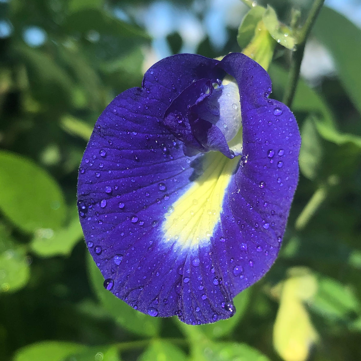 Blue Butterfly Pea Plant – Incredible Edible Landscapes