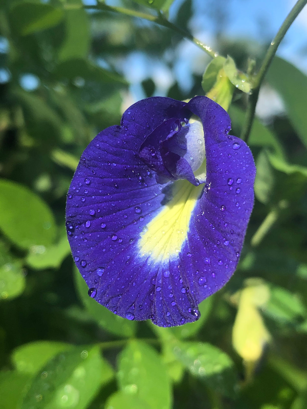 Blue Butterfly Pea Plant