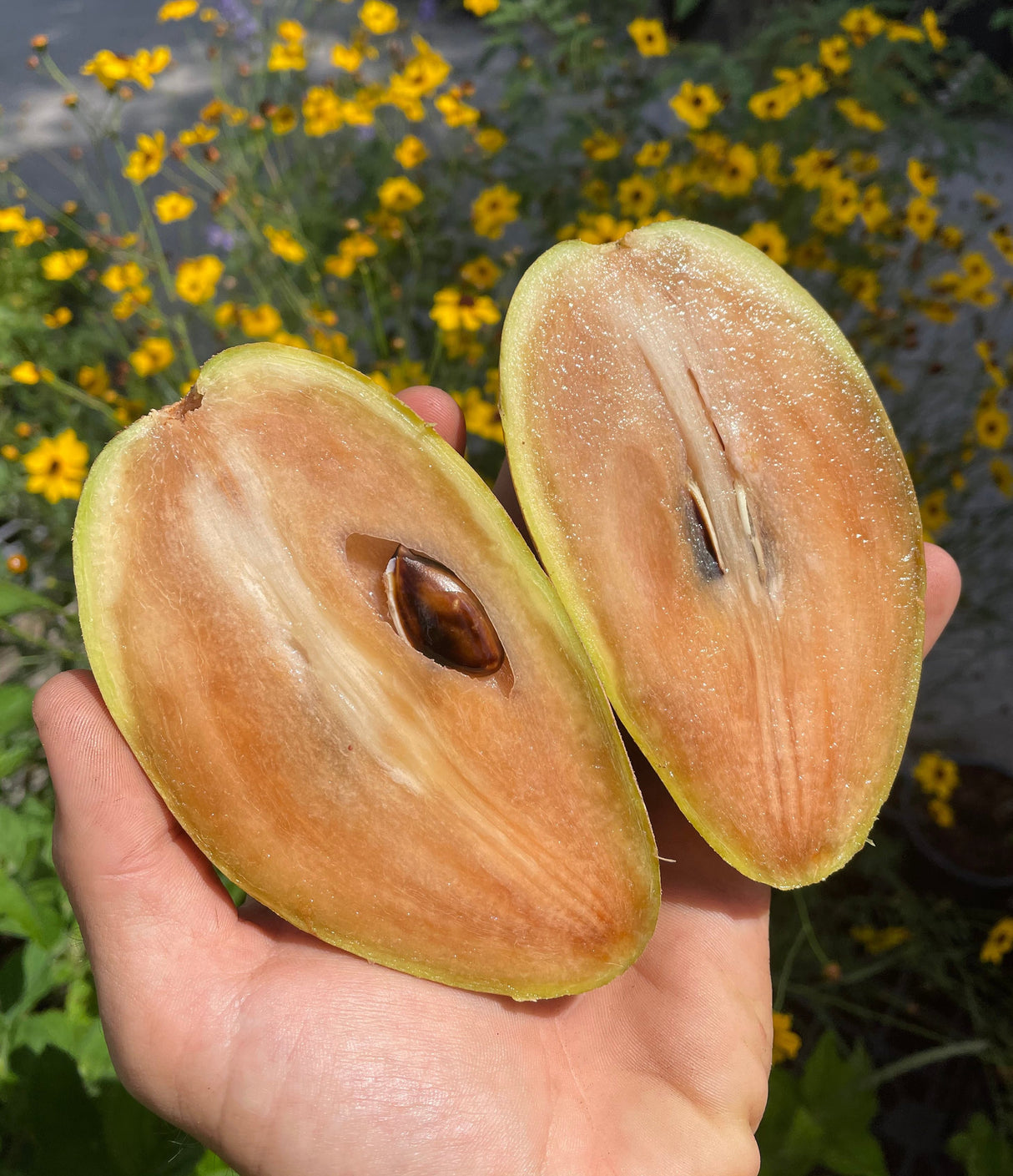 Sapodilla Tree 'Butterscotch'