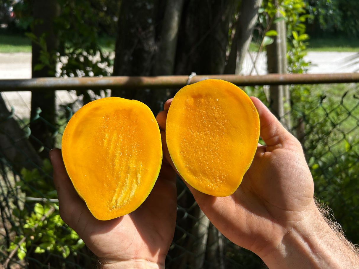 Mango Tree 'Ceci Love’