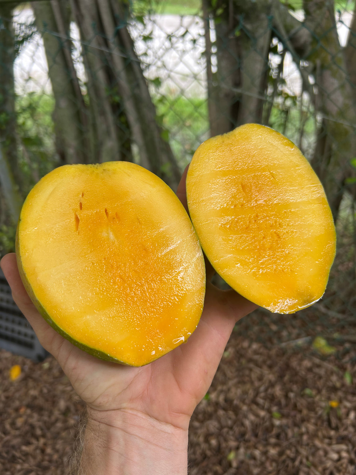 Mango Tree 'Cotton Candy’